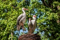 Sculpture park storks