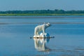 Sculpture of a polar bear on melting ice in Estonian town Haapsa