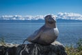 Sculpture of a seal near Baikal Royalty Free Stock Photo