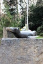 Prague, Czech Republic, January 2015. Sculpture of a seal in a zoological garden on a stone pedestal.