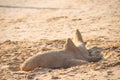 Sculpture of a shark from sand on the beach Royalty Free Stock Photo