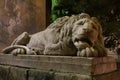 Sculpture of a sleeping lion in the night city of Lviv