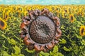 Sculpture sunflower