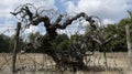 A sculpture of a twisted gnarled tree entangled in barbed wire symbolic of the destruction wrought by human greed and