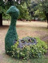 Sculptured bushes