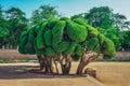 Sculptured Cypress tree inside Buen Retiro Park in Madrid, Spain.