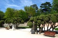 Sculptured cypress trees in Buen Retiro public park, Madrid, Spain