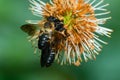 Sculptured Resin Bee - Megachile sculpturalis