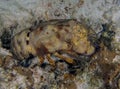 A Sculptured Slipper Lobster (Parribacus antarcticus) in Cozumel