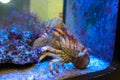 Sculptured slipper lobster Parribacus antarcticus Royalty Free Stock Photo