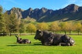 Sculptures of a bull and calf at Craggy Ridge Winery, New Zealand