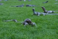 Sculptures of lizards on a green lawn in the city center of Amsterdam