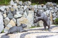 Sculptures of playing Amur tiger cubs. Embankment of the Tsesarevich, Vladivostok.