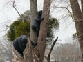 Sculptures of two black bears perched.
