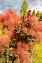 Scumpia - the original tall shrub or low tree of the sumac family