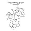 Scuppernong grape, Vitis rotundifolia, branch with leaves and fruit