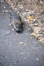 Scurrying Shadows: Rat Tiptoes Through Autumn's Fallen Tapestry