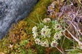 Scurvy grass Cochlearia groenlandica