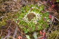 Scurvy grass Cochlearia groenlandica