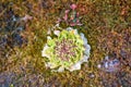 Scurvy grass Cochlearia groenlandica