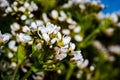 Scurvy grass