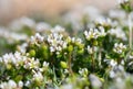 Scurvygrass (cochlearia officinalis) flowers Royalty Free Stock Photo
