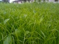 Scutch grass are beutiful and green leaves.