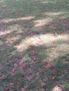 Indian doab, Scutch grass with Gulmohar and Rohida flower petals