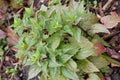 Scutellaire latÃÂ©riflore Mad-dog skullcap.Scutellaria lateriflora.Lamiaceae.AmÃÂ©rique du Nord.North America Royalty Free Stock Photo