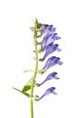 Scutellaria baicalensis (Baikal Skullcap) Royalty Free Stock Photo