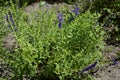 Scutellaria baicalensis called Baikal skullcap