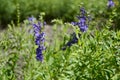 Scutellaria baicalensis called Baikal skullcap Royalty Free Stock Photo