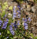 Scutellaria barbata, barbed skullcap Royalty Free Stock Photo