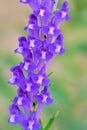 Scutellaria barbata Royalty Free Stock Photo