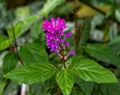 Scutellaria coccinea Lamiaceae. Royalty Free Stock Photo