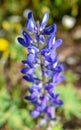 American skullcap Scutellaria lateriflora close up Royalty Free Stock Photo