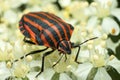 Scutellaria linear or graphosome striped, Graphosoma lineatum, a species of bugs from the Pentatomidae family, close up, sitting