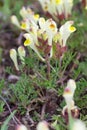 Scutellaria orientalis Royalty Free Stock Photo
