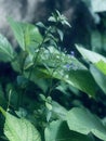 Scutellaria ovata is a wild plant