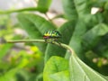 A clourful Jewel bugs in a leaf. Royalty Free Stock Photo