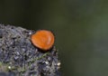 Scutellinia scutellata, commonly known as the eyelash cup, the Molly eye-winker, the scarlet elf cap, the eyelash fungus Royalty Free Stock Photo