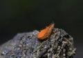 Scutellinia scutellata, commonly known as the eyelash cup, the Molly eye-winker, the scarlet elf cap, the eyelash fungus Royalty Free Stock Photo