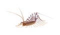 House centipede isolated on white background, Scutigera coleoptrata