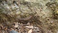 Scutigera coleoptrata flycatcher. centipede flycatcher insect predator. close up of scutigera coleoptrata closeup millipedes  inse Royalty Free Stock Photo