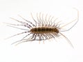 Scutigera coleoptrata (house centipede) on white