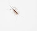 Scutigera coleoptrata house centipede on white