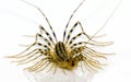 Scutigera coleoptrata