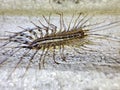 Scutigera coleoptrata