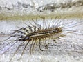 Scutigera coleoptrata