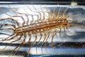 scutigera coleoptrata & x28;Italian scolopendra or millipede / centipede& x29;? It belongs to the animal group of myriapods.